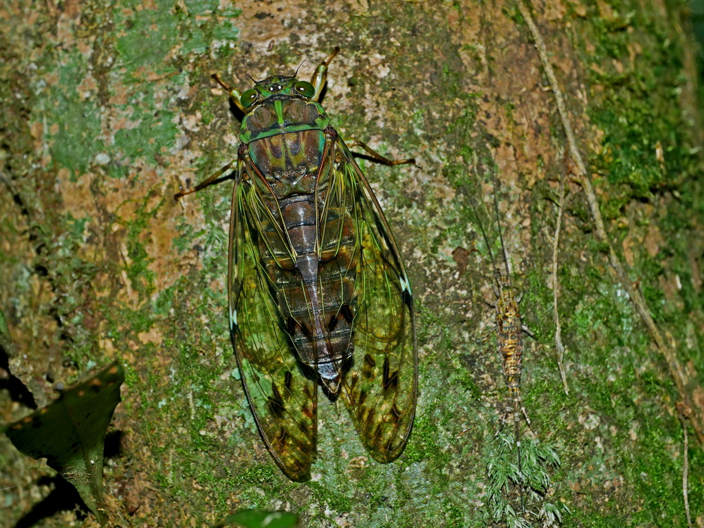 Tanna sozanensis