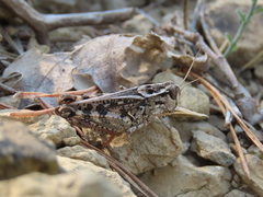 Calliptamus italicus