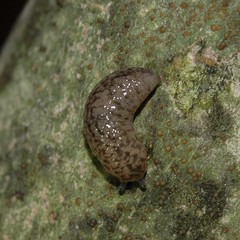 Philomycus