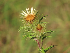 Carlina vulgaris spinosa