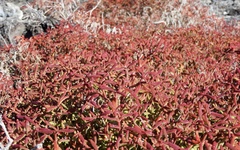 Sesuvium edmonstonei