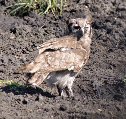 Búho Lechoso (Ketupa lactea)