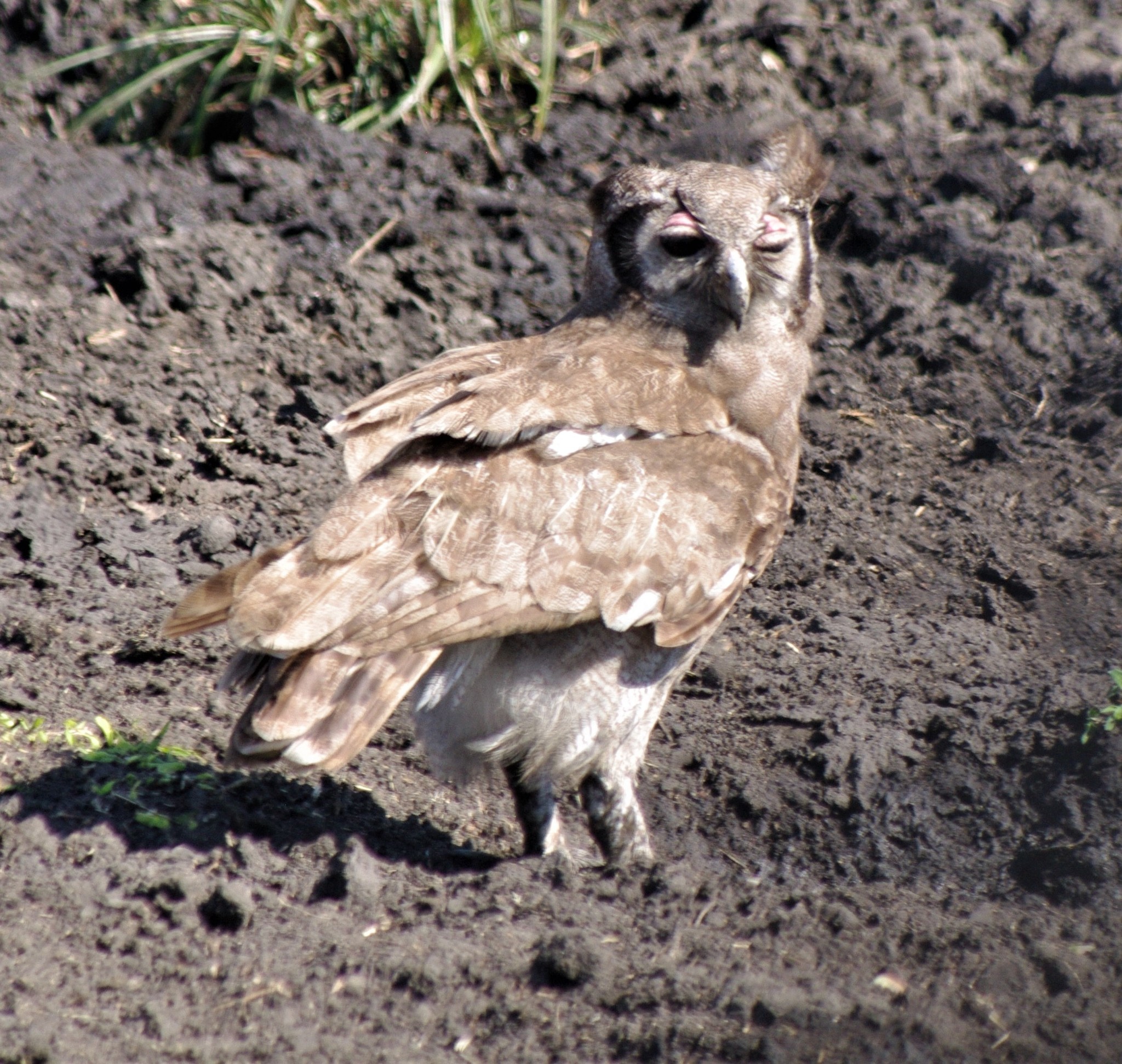 Verreaux's Eagle Owl (Ketupa lactea)