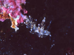Eubranchus yolandae