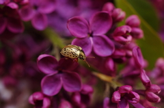 Calligrapha multipunctata