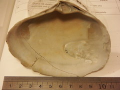 Mactromeris polynyma