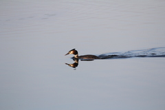 Podiceps cristatus