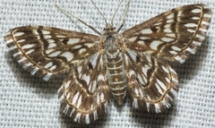 Cinglis andalusiaria