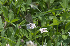 Leptotes pirithous