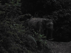 Elephas maximus borneensis