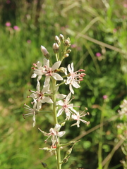 Lysimachia ephemerum