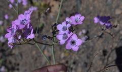 Saltugilia splendens