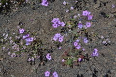 Saltugilia splendens