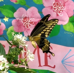 Papilio cresphontes image