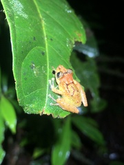 Pristimantis mallii