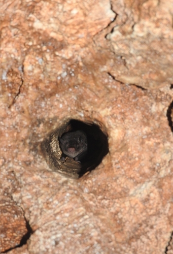 Northern Hairy-legged Myotis