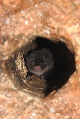 Northern Hairy-Legged Myotis photo 4