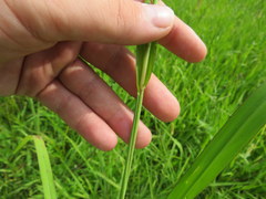 Paspalum boscianum