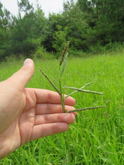 Paspalum boscianum