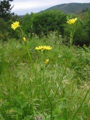 Crepis lampsanoides