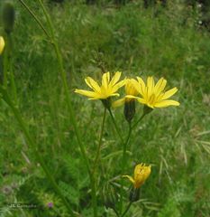 Crepis lampsanoides
