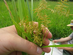 Cyperus esculentus leptostachyus