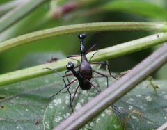 Derocrania longesulcata