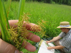 Cyperus esculentus leptostachyus