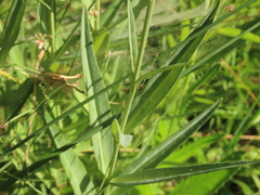 Lysimachia ephemerum