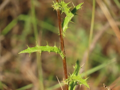 Carlina vulgaris spinosa