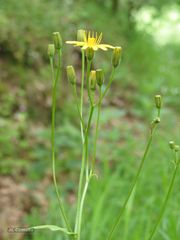 Crepis lampsanoides