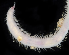 Glyceridae