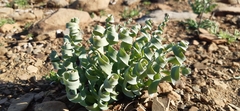 Albuca concordiana