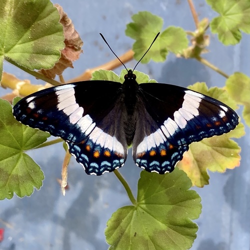 Red-spotted purple