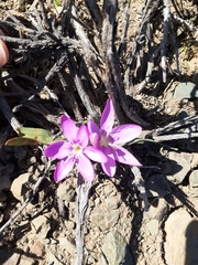Hesperantha humilis