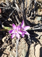 Hesperantha humilis