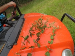 Eupatorium pubescens