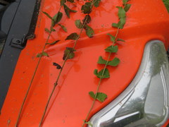 Eupatorium pubescens