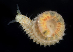 Eunicidae