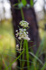 Asclepias verticillata image