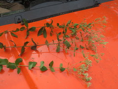 Eupatorium pubescens