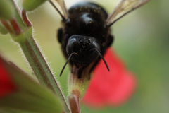 Xylocopa tabaniformis androleuca