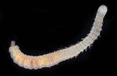 Lumbrineris perkinsi