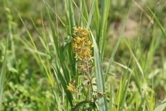 Lysimachia vulgaris