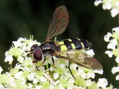 Melangyna fisherii