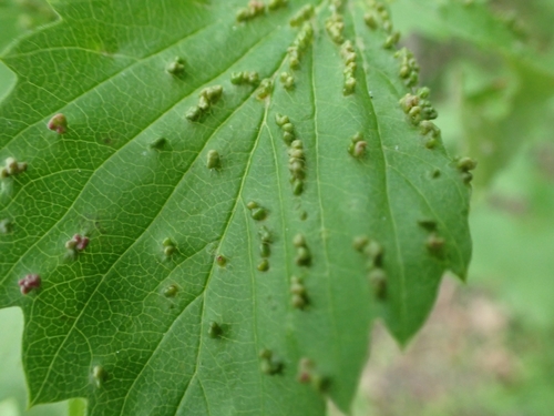 Eriophyes paraviburni