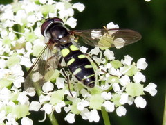 Melangyna fisherii