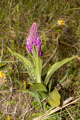 Dactylorhiza purpurella