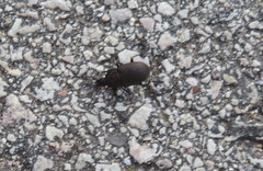 Chlaenius tomentosus