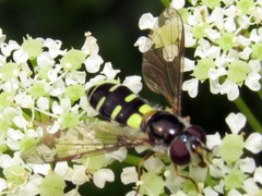Melangyna fisherii